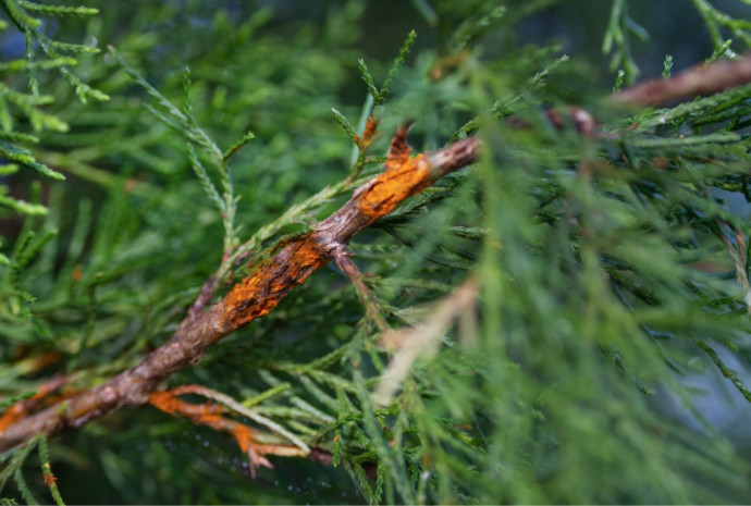 8 Common Tree Diseases and How to Treat Them On Time