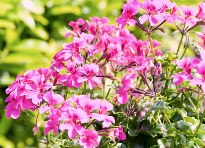 Top 10 Summer Bedding Plants