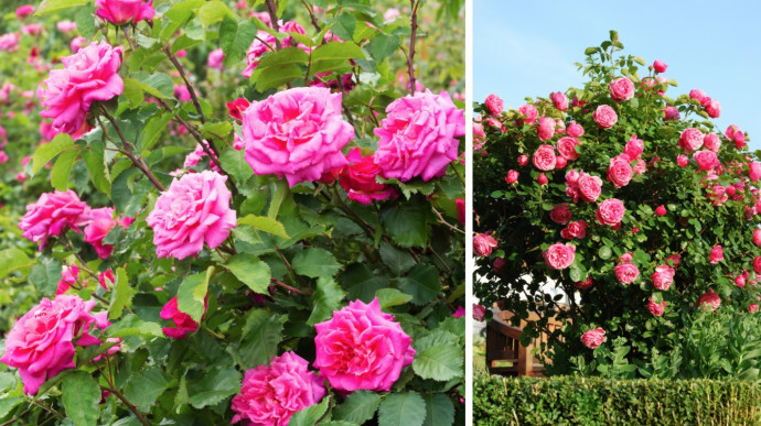 12 Common Gardening Q&A: Rosebushes