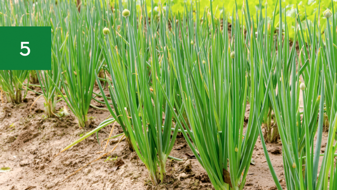 Vegetables to Grow In April