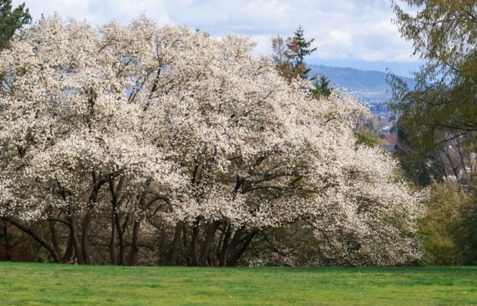 10 Best Flowering Trees for Your Landscape