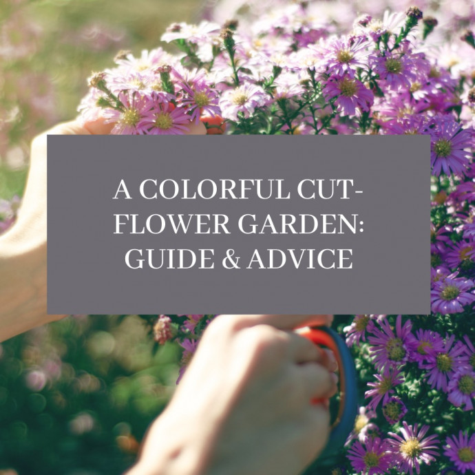 A Colorful Cut-Flower Garden: Guide & Advice
