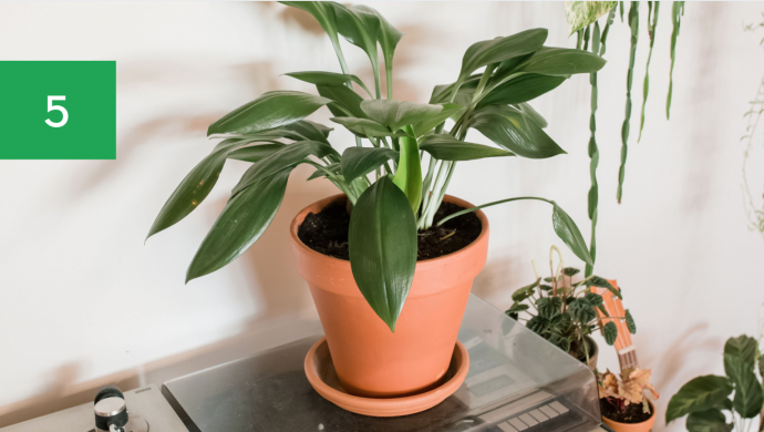 7 Best Houseplants for Your Kitchen