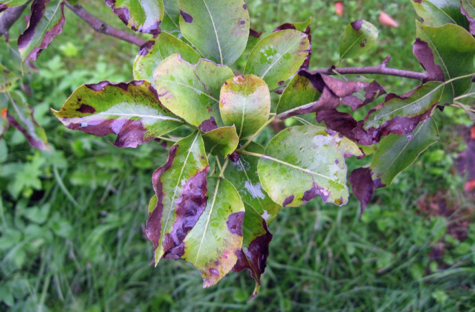 8 Common Tree Diseases and How to Treat Them On Time