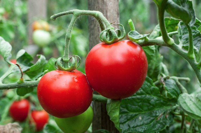 Top 10 Tomato Growing Tips