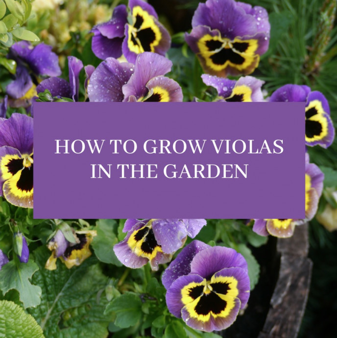 How to Grow Violas