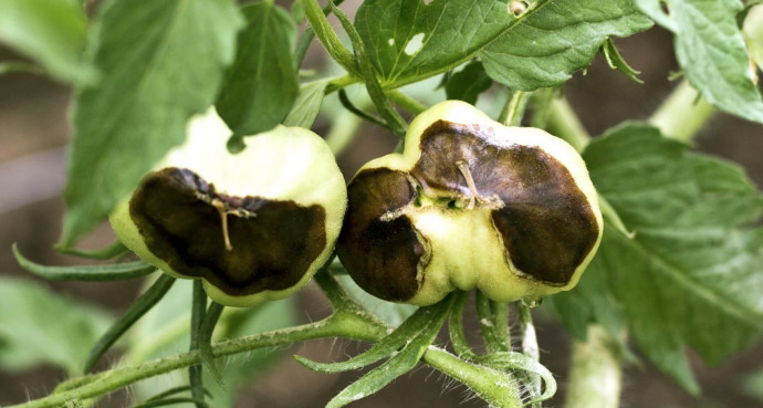 10 Common Tomato Problems & Solutions