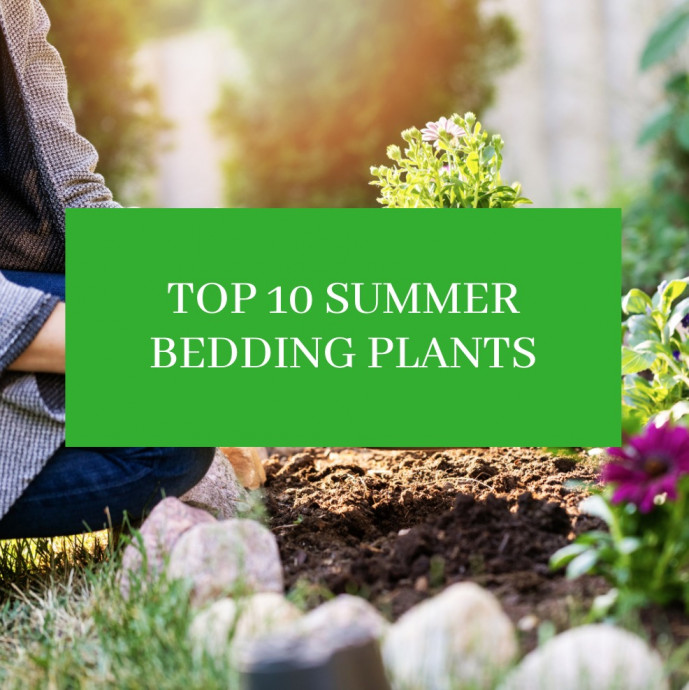 Top 10 Summer Bedding Plants