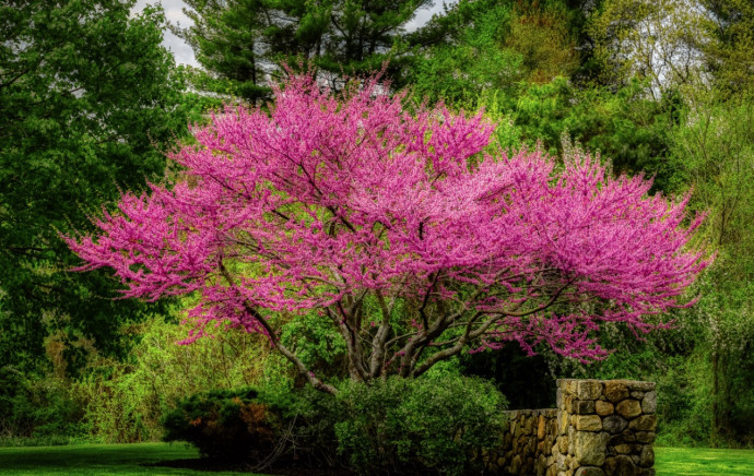 10 Best Flowering Trees for Your Landscape