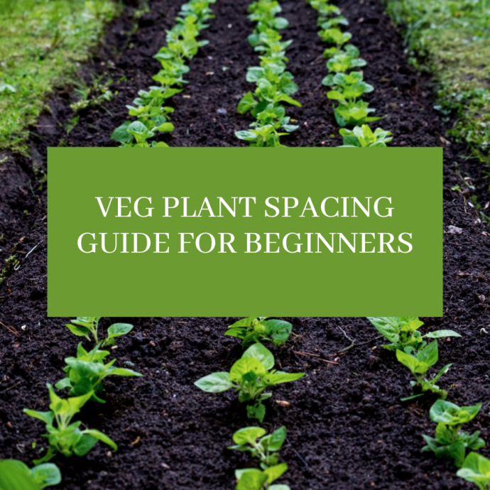 Comprehensive Veg Plant Spacing Guide