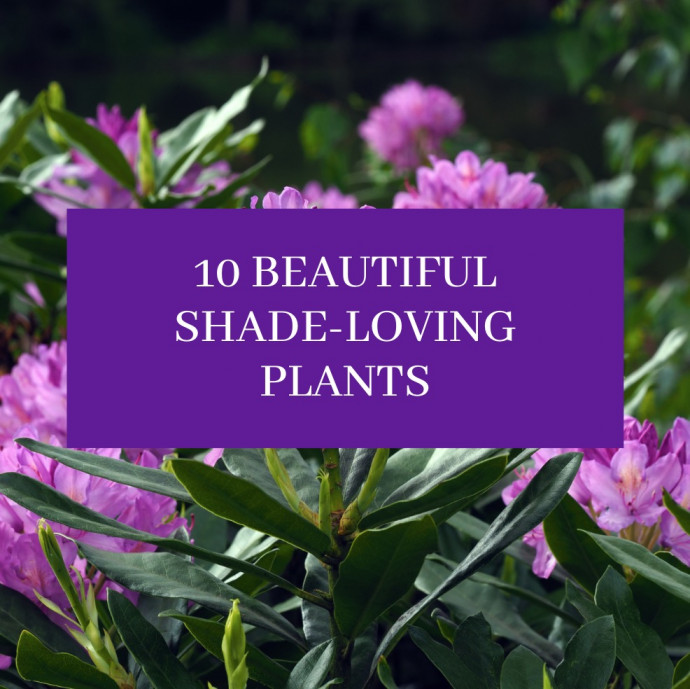 10 Best Shade-Loving Plants