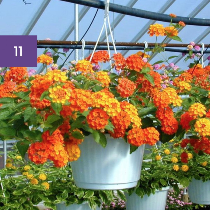 11 Perfect Hanging Basket Plants