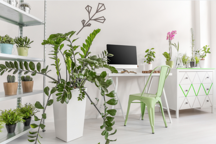 8 Tips for Healthy & Happy Houseplants 8 Tips for Healthy & Happy Houseplants