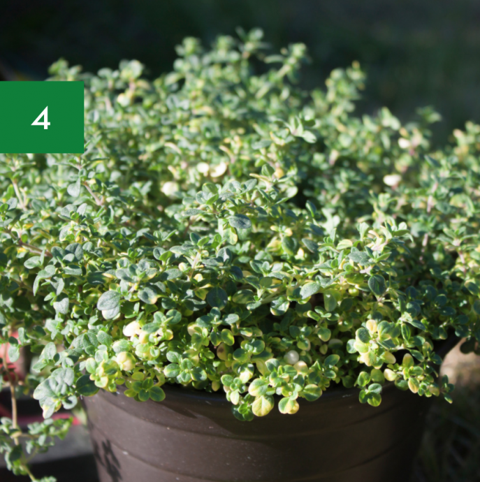 6 Essential Perennial Herbs for Your Garden