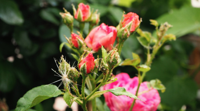 12 Common Gardening Q&A: Rosebushes