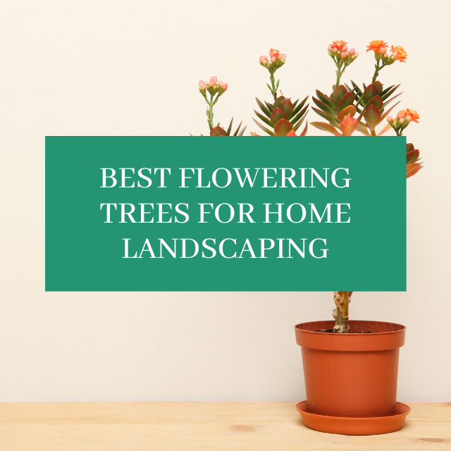 10 Best Flowering Trees for Your Landscape