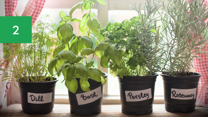7 Best Houseplants for Your Kitchen 7 Best Houseplants for Your Kitchen