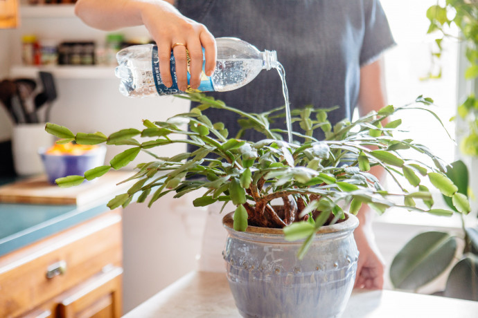 8 Tips for Healthy & Happy Houseplants