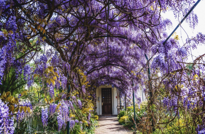 Wisteria Planting & Care Guide