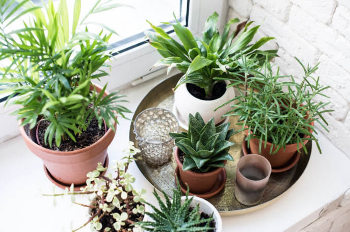 7 Common Houseplant Mistakes to avoid