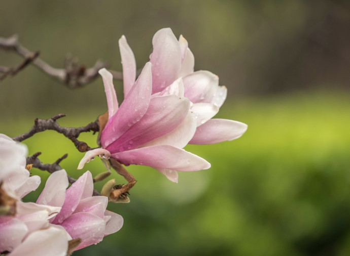 10 Best Flowering Trees for Your Landscape