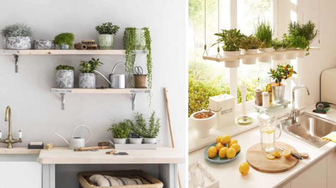 7 Best Houseplants for Your Kitchen