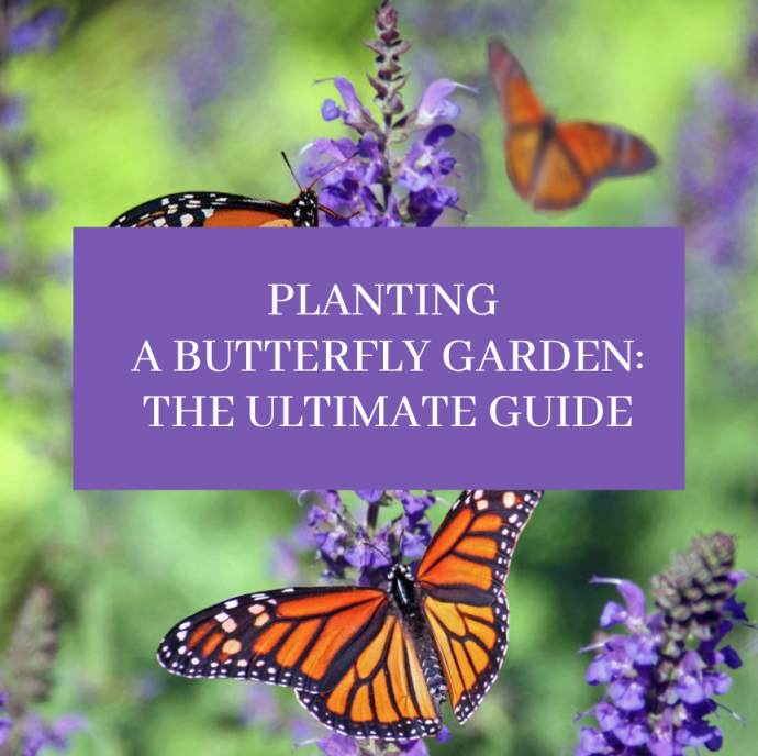 Planting a Butterfly Garden: The Ultimate Guide