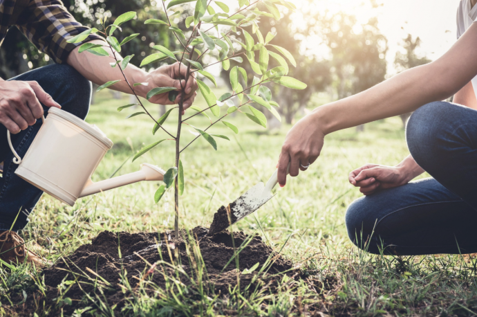 How-To Guide: Planting a Tree How-To Guide: Planting a Tree