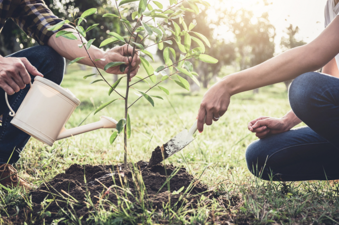 How-To Guide: Planting a Tree