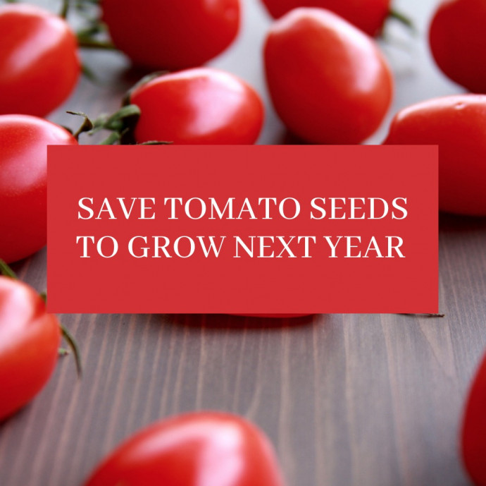 Collect and Save Tomato Seeds