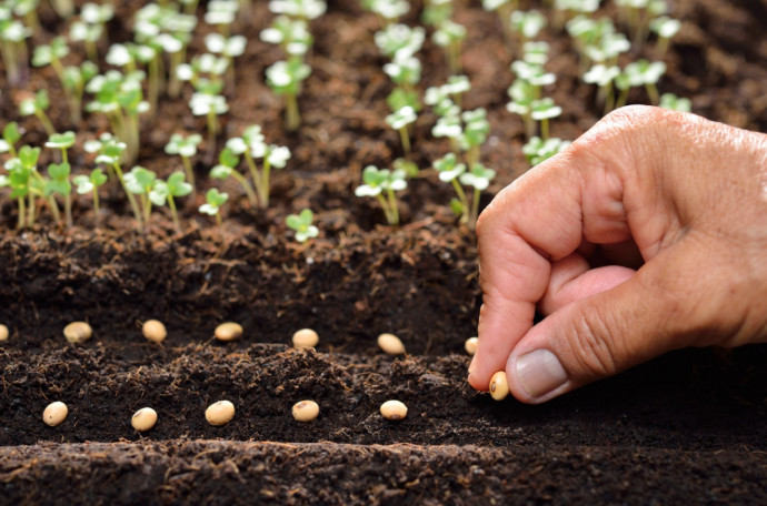 What to Sow and Plant in June What to Sow and Plant in June