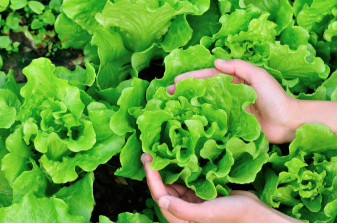 Companion Planting: Vegetables. Part 3 Companion Planting: Vegetables. Part 3