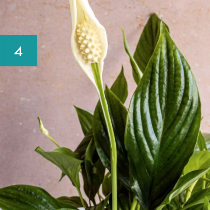 8 Best Bathroom Plants: High Humidity Plants 8 Best Bathroom Plants: High Humidity Plants