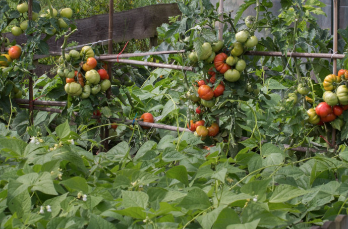 Top 10 Tomato Growing Tips