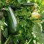 Zucchini: Planting and Growing Tips
