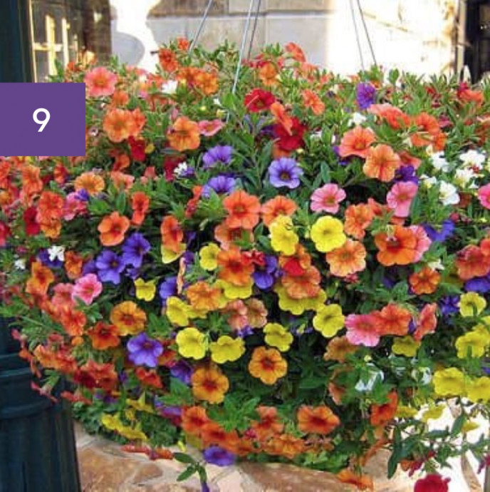 11 Perfect Hanging Basket Plants