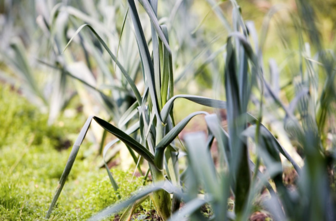 Companion Planting: Vegetables. Part 3 Companion Planting: Vegetables. Part 3