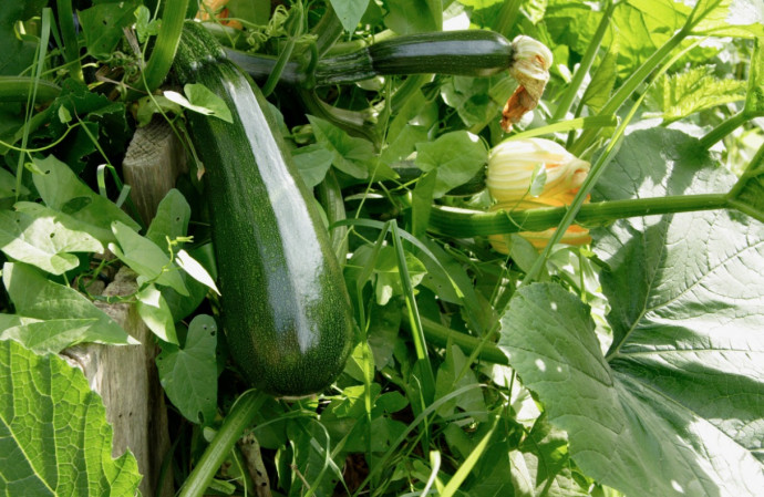 Zucchini: Planting and Growing Tips