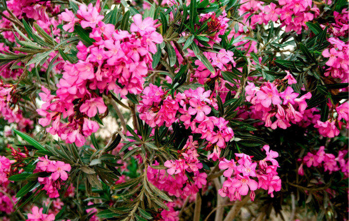 10 Best Flowering Trees for Your Landscape