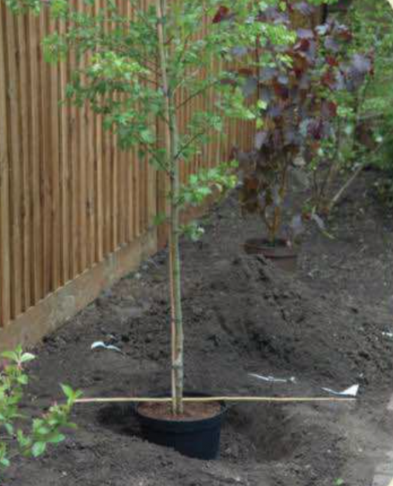 How-To Guide: Planting a Tree