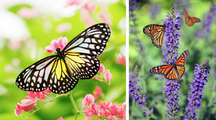 Planting a Butterfly Garden: The Ultimate Guide