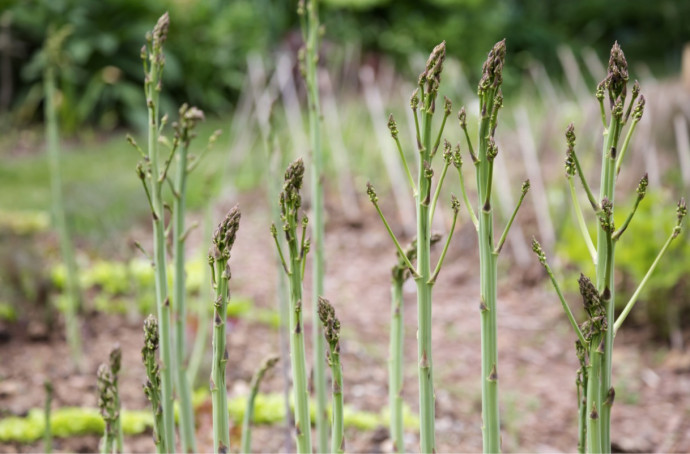 Asparagus: How to Pant, Grow and Harvest