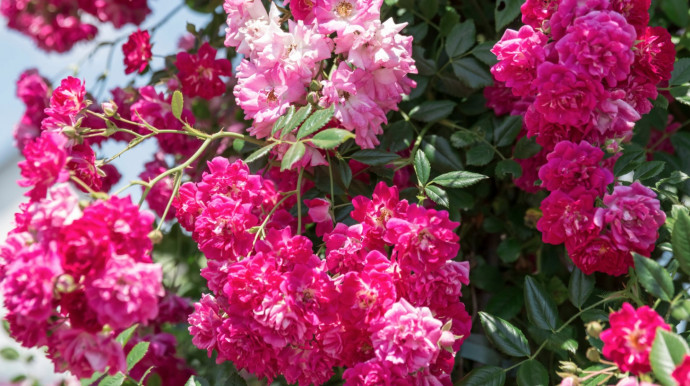 12 Common Gardening Q&A: Rosebushes