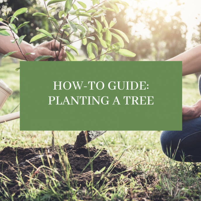 How-To Guide: Planting a Tree