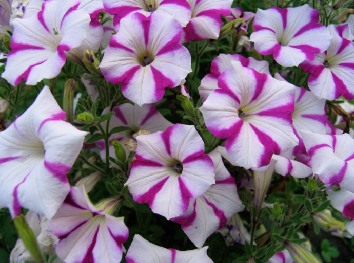 Top 10 Summer Bedding Plants Top 10 Summer Bedding Plants