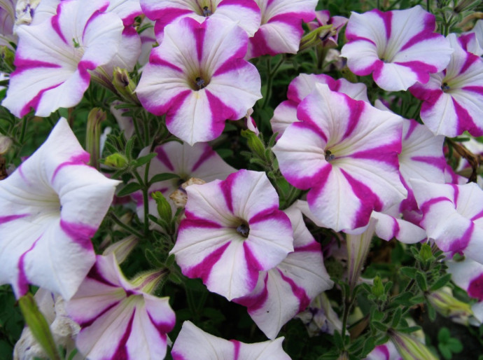 Top 10 Summer Bedding Plants