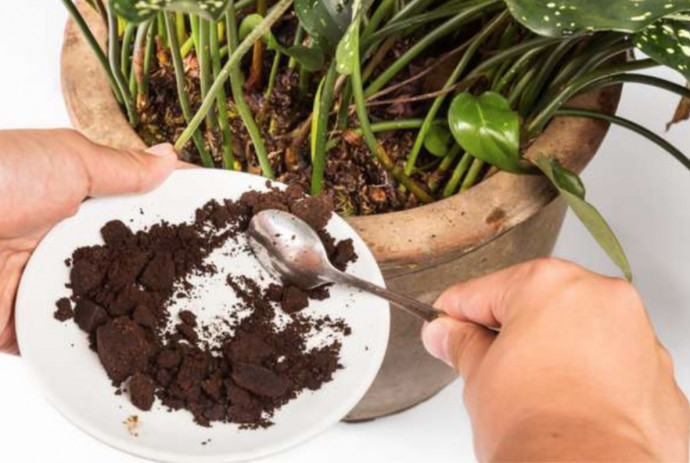 10 Kitchen Leftovers That are Good for Your Plants 10 Kitchen Leftovers That are Good for Your Plants