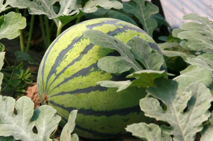 Companion Planting: Vegetables. Part 3 Companion Planting: Vegetables. Part 3