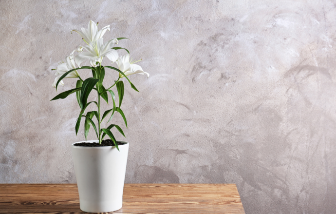 Garden Guide: Planting Up Lilies In Pots Garden Guide: Planting Up Lilies In Pots