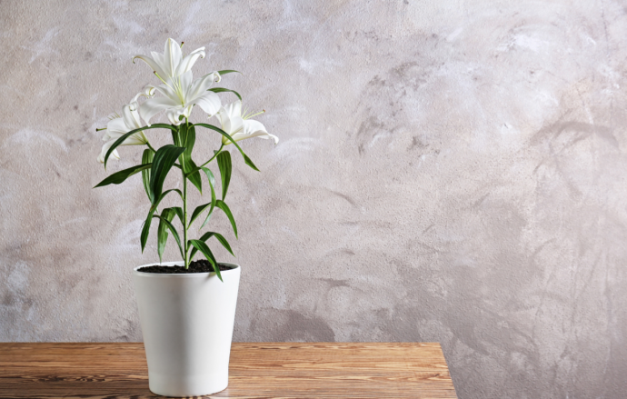 Garden Guide: Planting Up Lilies In Pots